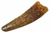 Fossil Spinosaurus Tooth - Real Dinosaur Tooth #344526-1